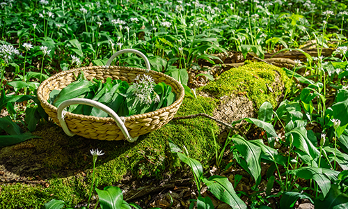 Freshly picked wild garlic, ramson (allium ursinum) in a basket Freshly picked wild garlic, ramson (allium ursinum) in a basket