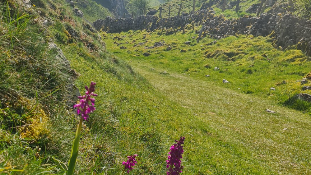 halldale_orchids Halldale purple flowering orchids alongside a path