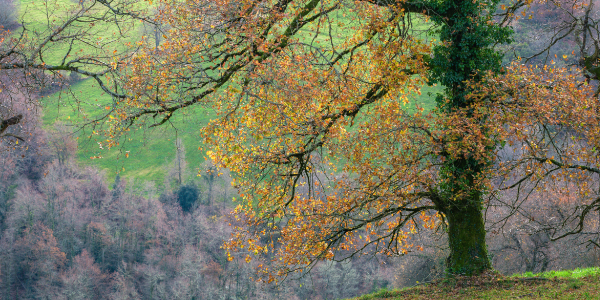 Autumn foliage on a large oak tree